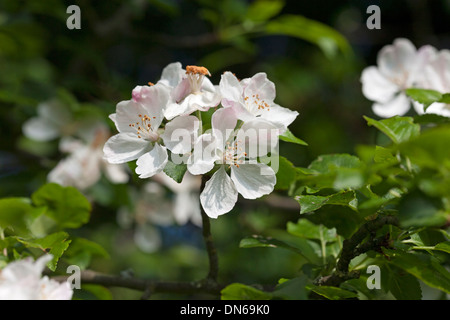 Crab Apple Malus sylvestris Blossom REGNO UNITO Foto Stock