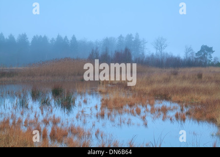 Misty nuvoloso meteo su Swamp, Mandefijld, Friesland, Paesi Bassi Foto Stock