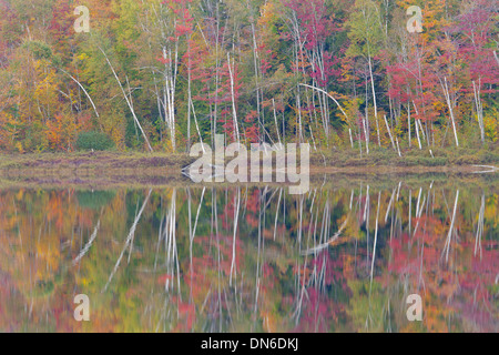 Round Pond riflessione, Adirondacks, New York Foto Stock