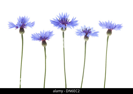 Blu fiordaliso fiori disposti in una fila isolato su sfondo bianco con profondità di campo ridotta. Foto Stock