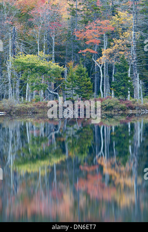 La riflessione, Superiore Hadlock stagno, Parco Nazionale di Acadia, Bar Harbor, Maine Foto Stock
