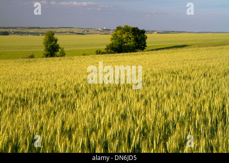 Campo di grano a ovest di Angouleme a sud-ovest della Francia. Foto Stock