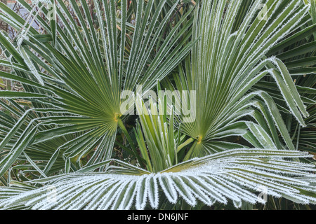 La brina su Chusan palm, trachycarpus fortunei // givre sur palmier de Chine, trachycarpus fortunei Foto Stock