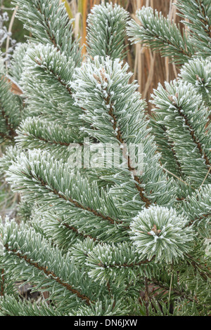 La brina su pino silvestre , Pinus sylvestris // givre sur pin sylvestre, Pinus sylvestris Foto Stock