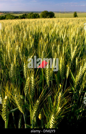 Campo di grano con papavero rosso fiore a ovest di Angouleme a sud-ovest della Francia. Foto Stock