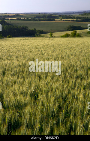 Campo di grano a ovest di Angouleme a sud-ovest della Francia. Foto Stock