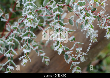La brina sulle foglie di piccole-lasciava in gomma, Eucalyptus parvifolia (= E. parvula) // givre sur feuilles d'eucalipto parvifolia Foto Stock