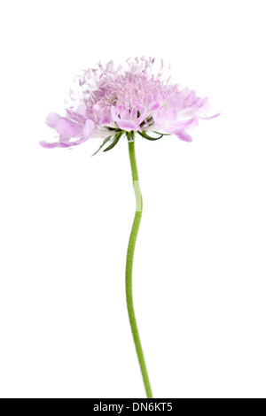 Campo Fiore Scabious isolati su sfondo bianco. Foto Stock