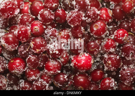 Congelati cowberry spolverati con zucchero rimosso close up Foto Stock