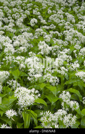 Aglio selvatico o Ramsoms, Allium ursinum, in una radura del bosco. Foto Stock