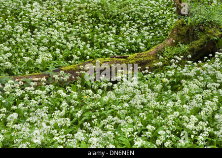 Aglio selvatico o Ramsoms, Allium ursinum, che circonda un albero caduto trunk in una radura del bosco, Ilston. Foto Stock