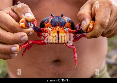 Uomo cubano tenendo un granchio terrestre, Trinidad, Cuba Foto Stock