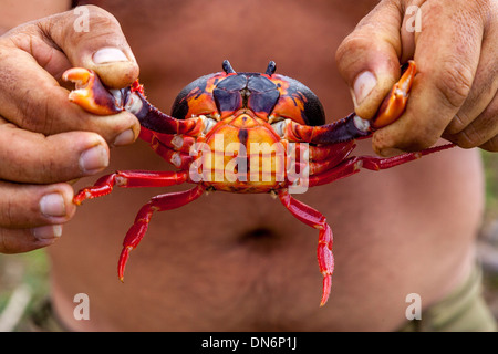 Uomo cubano tenendo un granchio terrestre, Trinidad, Cuba Foto Stock