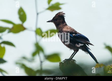 Steller Jay close up shot Foto Stock