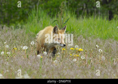 Red Fox (Vulpes vulpes fulva) caccia. Il Parco Nazionale del Grand Teton, Wyoming negli Stati Uniti. Foto Stock