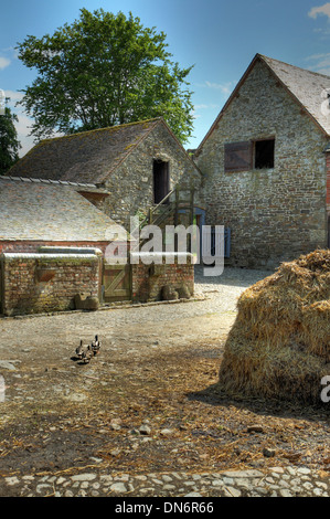 Tradizionale cortile inglese con anatre e muck heap. Foto Stock