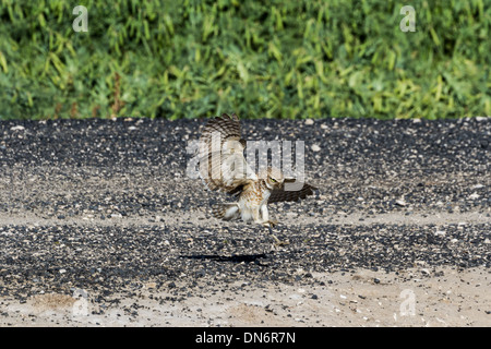Scavando il gufo, gli uccelli rapaci Foto Stock