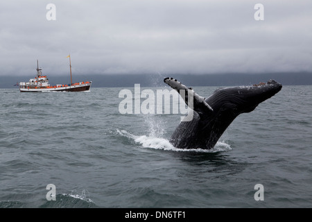 Un Humpback Whale in Skjalfandi Bay, Husavik, Islanda. Foto Stock