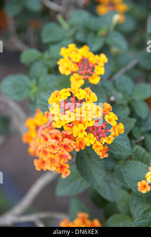 Giallo Lantana fiori nel cortile. Foto Stock