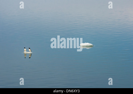 Due Brunnich's Guillemots o thick-fatturati Murres (Uria lomvia) su un piccolo pezzo di ghiaccio galleggiante, Chukotka, Estremo Oriente Russo Foto Stock