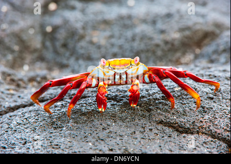 Sally Lightfoot crab (Grapsus grapsus) Foto Stock