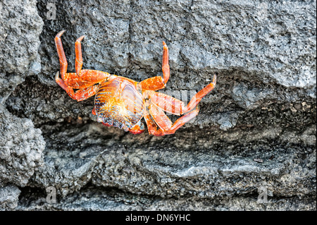 Sally Lightfoot crab (Grapsus grapsus) Foto Stock