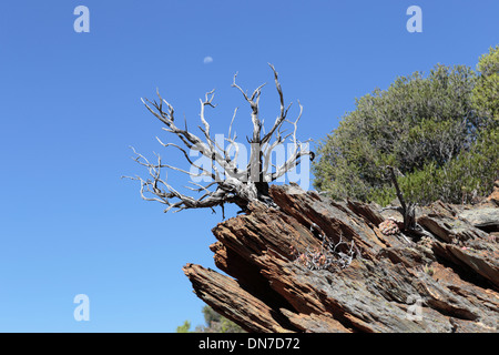 Bonsai naturale albero morto su di un promontorio roccioso con la luna in background Foto Stock