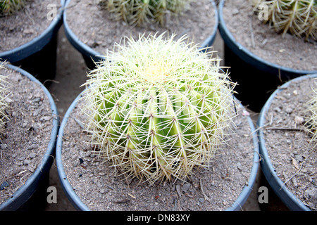 La struttura ad albero del cactus sferica in jardiniere. Foto Stock