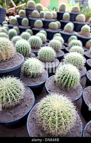 La struttura ad albero del cactus sferica in jardiniere. Foto Stock