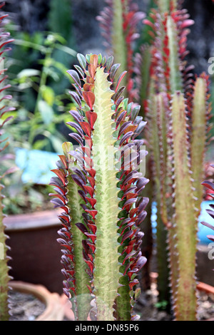 La struttura ad albero di Rosso Cactus nel jardiniere. Foto Stock