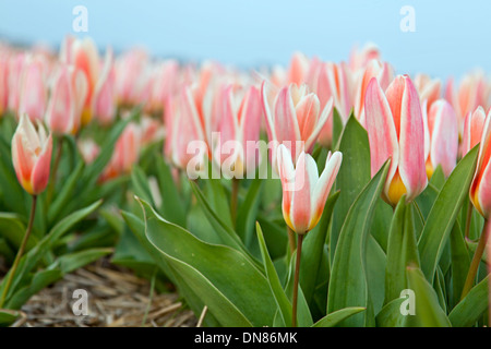 La molla nei Paesi Bassi: delicatamente a strisce rosa tulipani nei pressi di Keukenhof Lisse, South Holland. Foto Stock