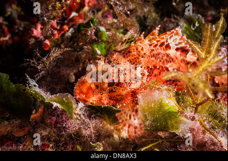 Scorpion Fish su di una scogliera di corallo Foto Stock