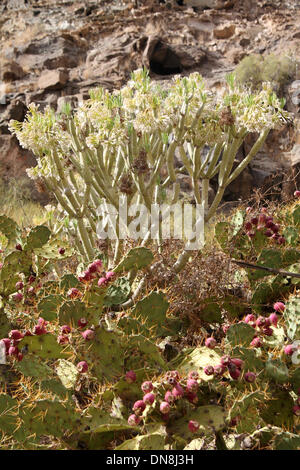 Spagna - Gran Canaria - Novembre 2013 Foto Stock