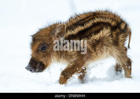Un giovane cinghiale è in inverno nella neve in cerca di cibo Foto Stock