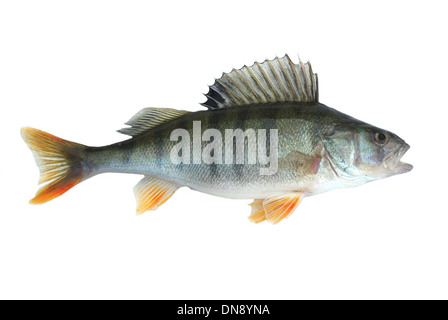 Pesce persico isolati su sfondo bianco Foto Stock