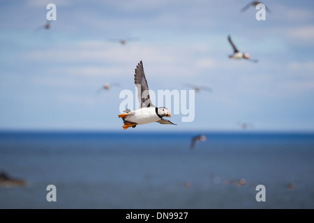 Un Atlantic Puffin (Fratercula arctica) volare sopra le isole farne, REGNO UNITO Foto Stock