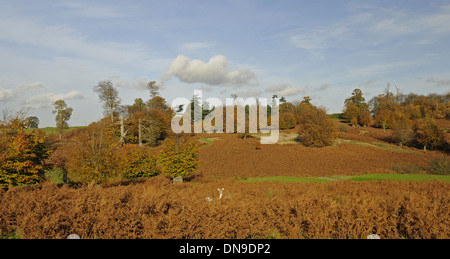 Knole Park Golf Club - Vista su bracken con i cervi al quindicesimo foro e con colori autunnali e alberi Sevenoaks Kent England Foto Stock