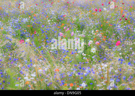 Flower prato in Francia, Indre (36) con Fiordaliso (Centaurea cyanus), giardino cosmo (Cosmos bipinnatus), zolfo Cosmo... Foto Stock