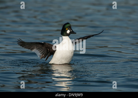 Comune di golden eye duck drake sbattimenti ali sulla laguna-Victoria, Isola di Vancouver, British Columbia, Canada. Foto Stock