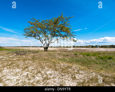 Una vista di un solitario, unica struttura in Skanör-Falsterbo, Svezia. Foto Stock