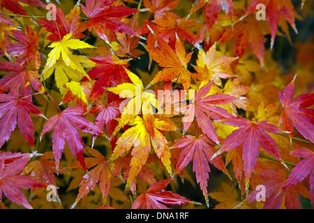 Brillante foglie colorate di un giapponese di acero. Foto Stock