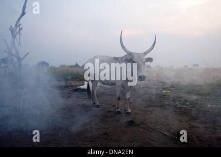 Alian, Jonglei, Sud Sudan. Xiv Nov, 2009. Una vacca Bianca, tenuto da Dinka tribesman in Alian villaggio nei pressi di Bor, Jonglei, il sud Sudan è avvolto in fumo dallo sterco di masterizzazione. Al tramonto, gli incendi boschivi sono accesi per mantenere gli insetti urticante lontano dal bestiame. Bor e nelle sue immediate vicinanze si trovano attualmente in uno stato di emergenza dopo Dinka e Nuer fazioni del governo hanno iniziato a combattere. © sarà Seberger/ZUMAPRESS.com/Alamy Live News Foto Stock