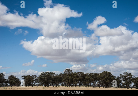 Rurali campagna Australiana paddocks campi con Big Blue Skies secco rosolato sun off campi e alberi verdi Foto Stock