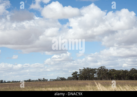 Rurali campagna Australiana paddocks campi con Big Blue Skies secco rosolato sun off campi e alberi verdi Foto Stock