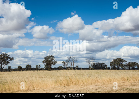 Rurali campagna Australiana paddocks campi con Big Blue Skies secco rosolato sun off campi e alberi verdi Foto Stock