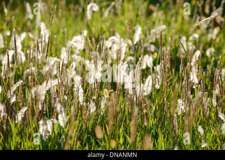 Primo piano della Foxtails nel campo Foto Stock