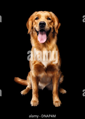 Licenza disponibile all'indirizzo MaximImages.com - Ritratto di un Golden Retriever di un anno che guarda la fotocamera. Isolato su sfondo nero. Foto Stock