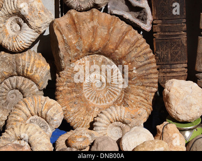 Fossile di lumaca a spirale in pietra antica reale guscio pietrificato o mercato aperto a Marrakech,Marocco Foto Stock