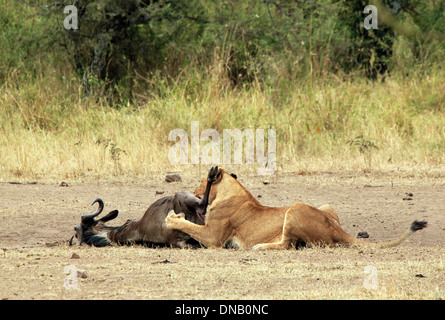Leonessa (Panthera Leo) mangia GNU, Serengeti Tanzania Foto Stock