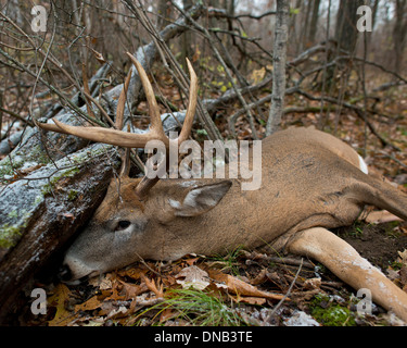 Un trofeo di Deer shot durante la stagione di tiro con l'arco Foto Stock